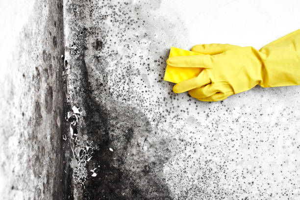 Best Mold Removal Process  in Rodney Village, DE