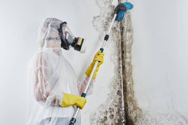 Best Certified Mold Removal  in Rodney Village, DE