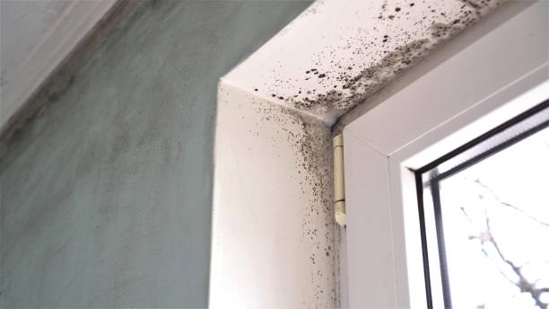 Best Professional Mold Removal  in Rodney Village, DE