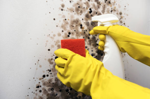 Best Commercial Mold Removal  in Rodney Village, DE