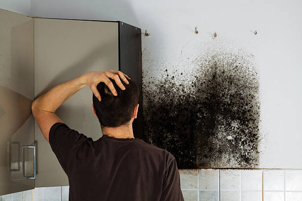 Best Mold Remediation  in Rodney Village, DE