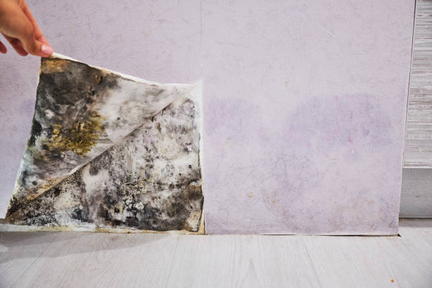 Best Professional Mold Removal  in Rodney Village, DE